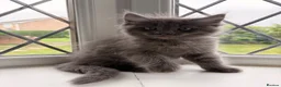 Ragcoon cats for sale: Last of litter affectionate playful Ragcoon baby  - Advert 16