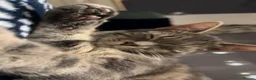Abyssinian cats for sale: Adorable kitten  - Advert 5