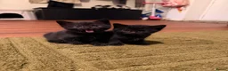 Domestic Shorthair cats for sale: 🐾 Gorgeous Black Shorthair Boy Kittens 🐾 - Advert 4