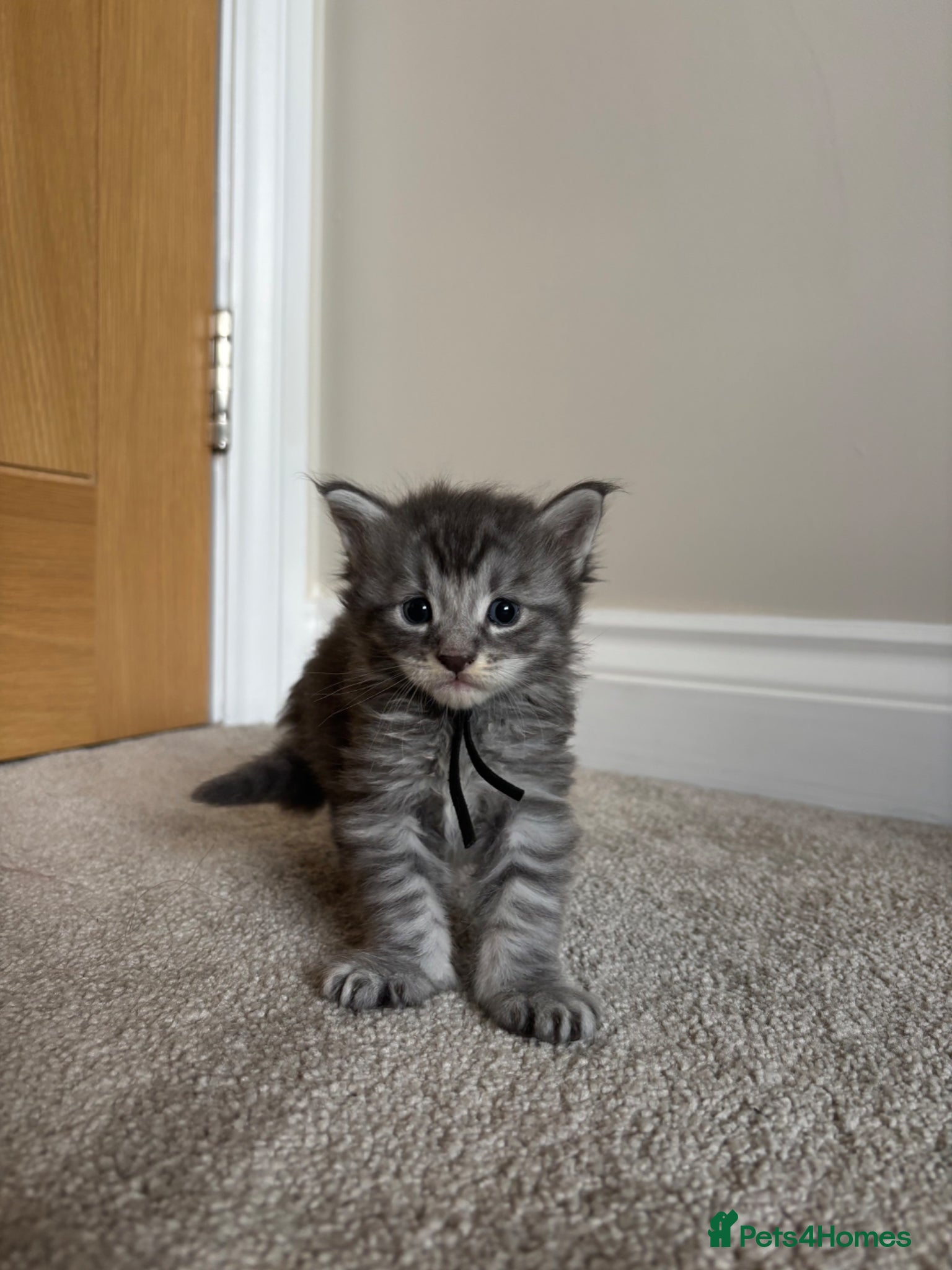 Maine Coon cats for sale: TICA Maine Coon Kittens  - Advert 17