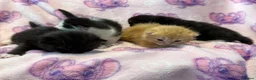 Mixed Breed cats for sale: Stunning Kittens for Sale  - Advert 4