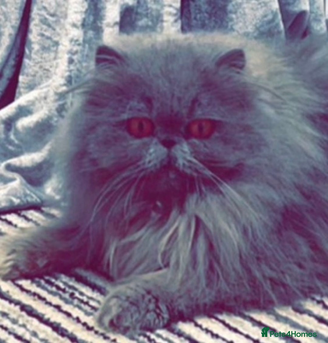 Persian cats for sale: Adults Blue eyes white, colourpoint, blue, black - Advert 4