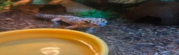 Leopard Gecko reptiles for sale: Leopard gecko with full set up in Worcester - Advert 3