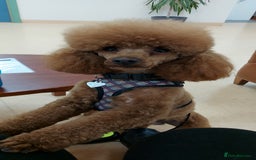 Miniature Poodle dogs for stud: K.C. Reg Miniture Poodle  - Image 11