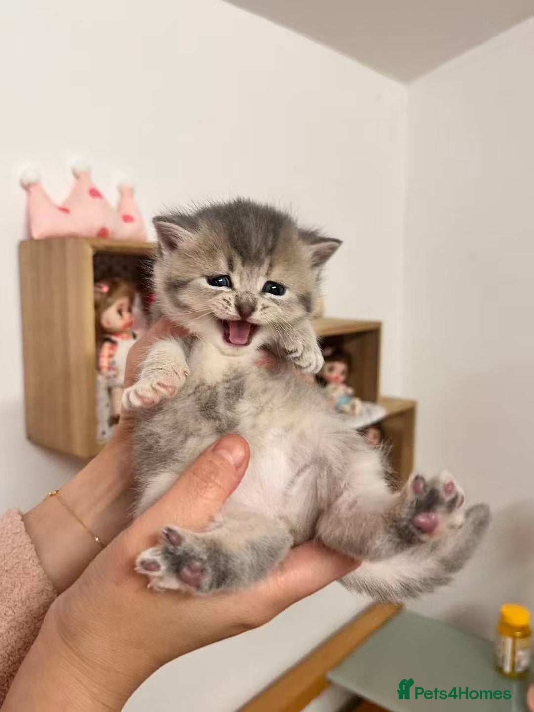 British Shorthair cats for sale: Adorable golden kittens - Advert 25