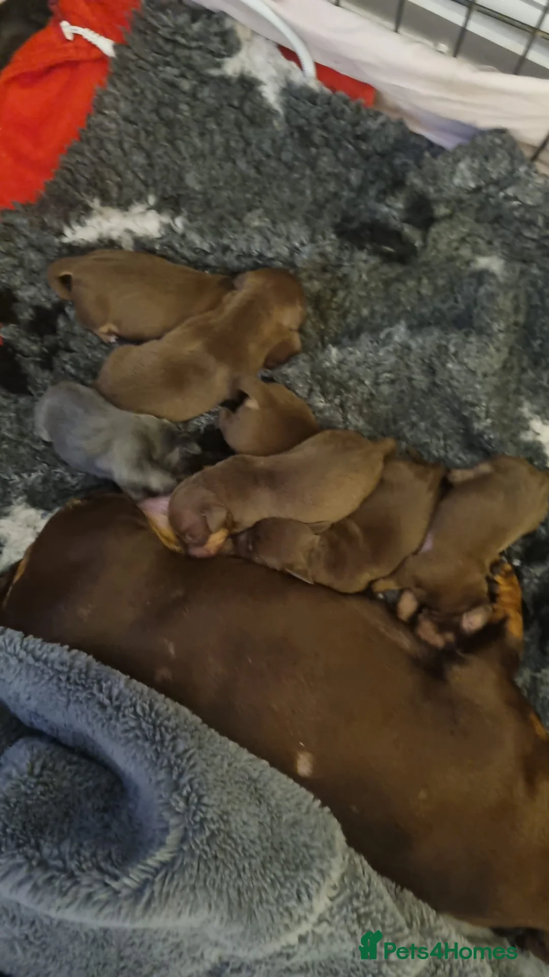 Miniature Dachshund dogs for stud: **RogueRoyales Hennessy** PRA Clear Isabella & Tan in Wolverhampton - Advert 11