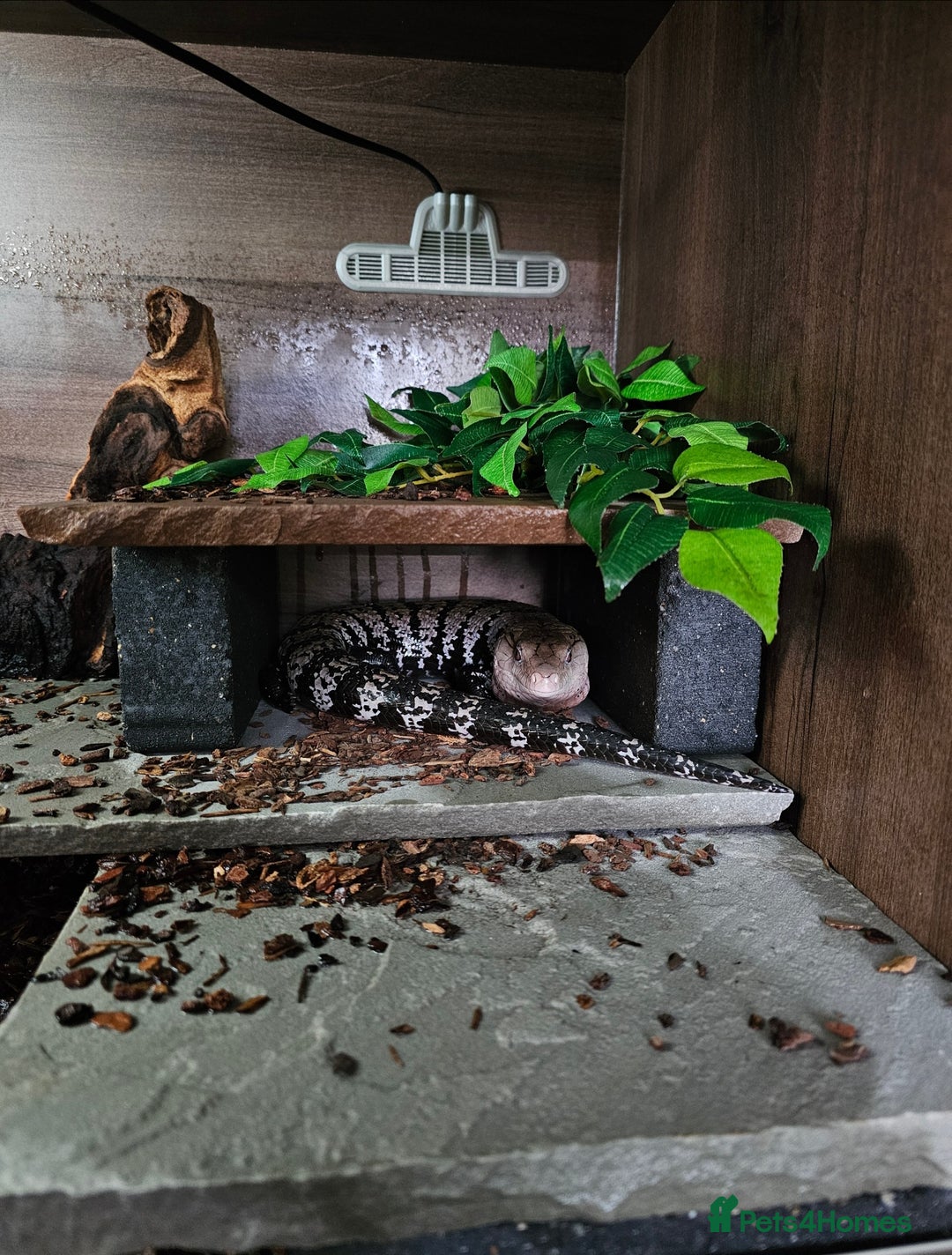 Skink reptiles for sale: Blue Tongued Skink-Male enclosure and cabnet setup - Advert 3