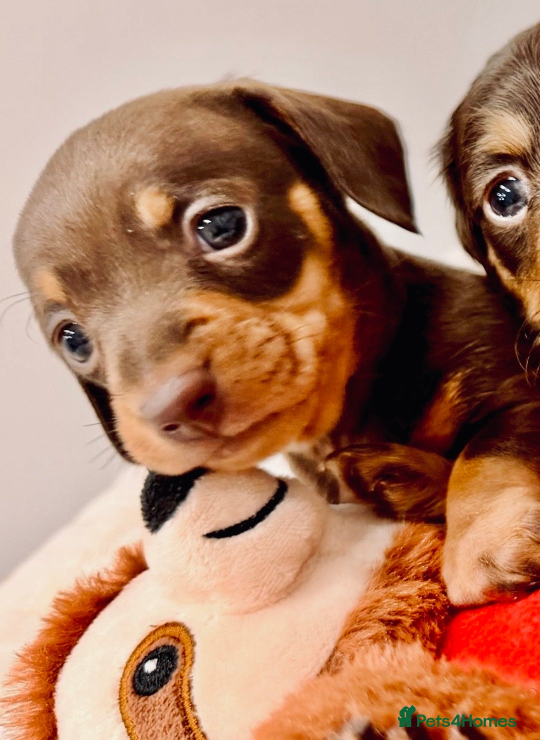 Miniature Dachshund dogs for sale: Absolutely stunning KC mini  girls🩷🩷🌟  - Advert 7