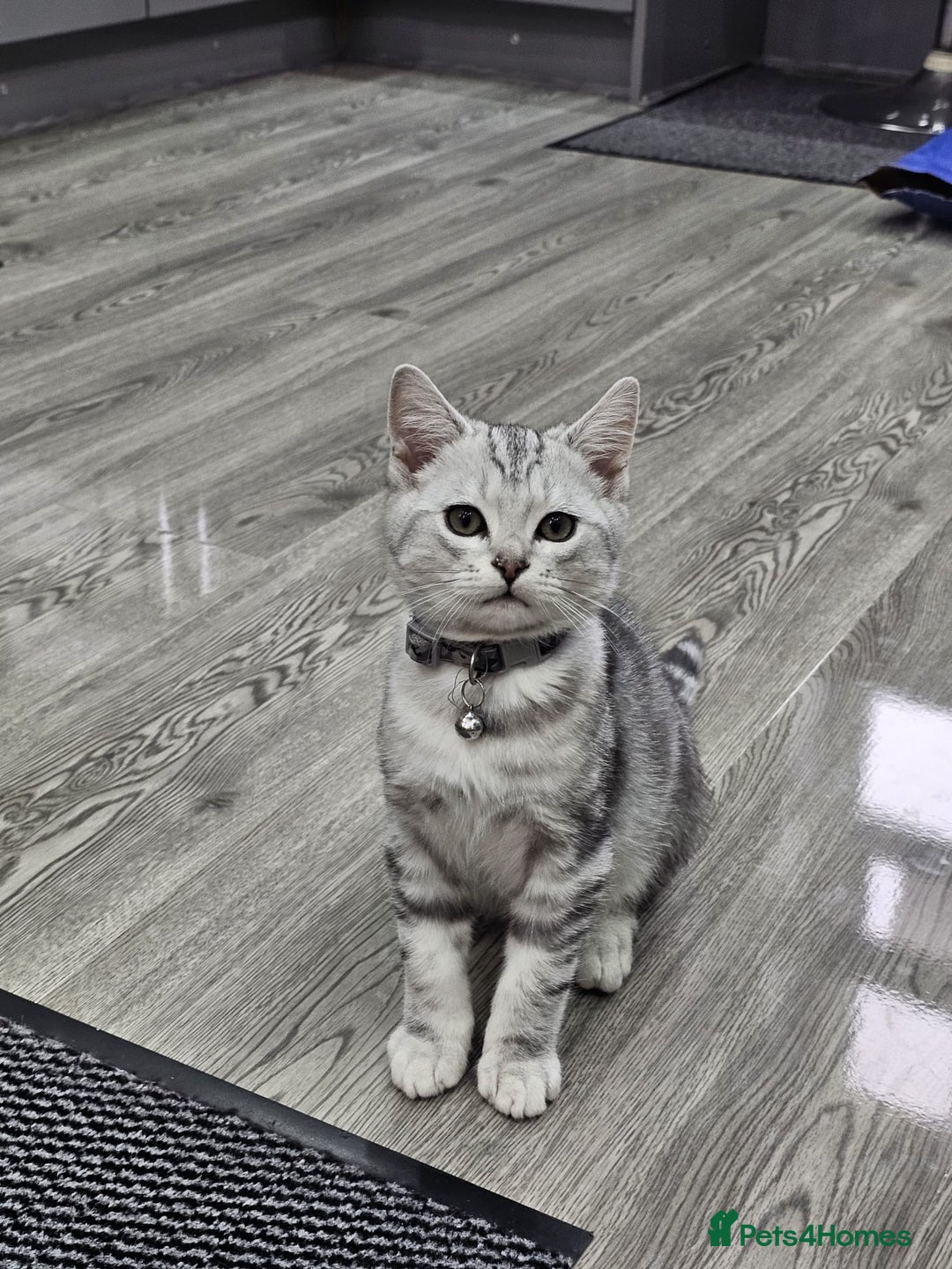 British Shorthair cats for sale: Beautiful Silver Tabby British Shorthair Boy - Image 8