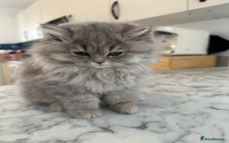British Longhair cats for sale: GCCF Registered British Longhair Kittens - Image 22