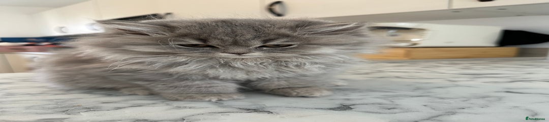 British Longhair Kitten 6