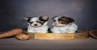 Yorkshire Terrier dogs - Advert 14
