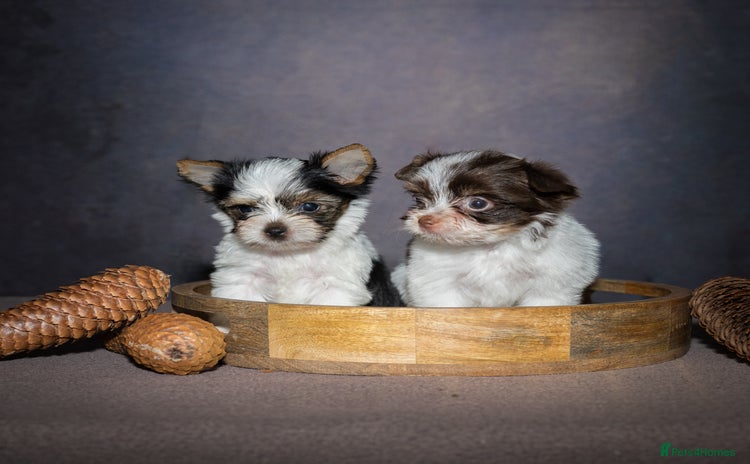 Yorkshire Terrier dogs - Advert 1