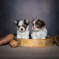 Yorkshire Terrier dogs - Advert 10