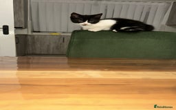 Domestic Shorthair cats for sale: 1 loving cute kitten left! - Image 4