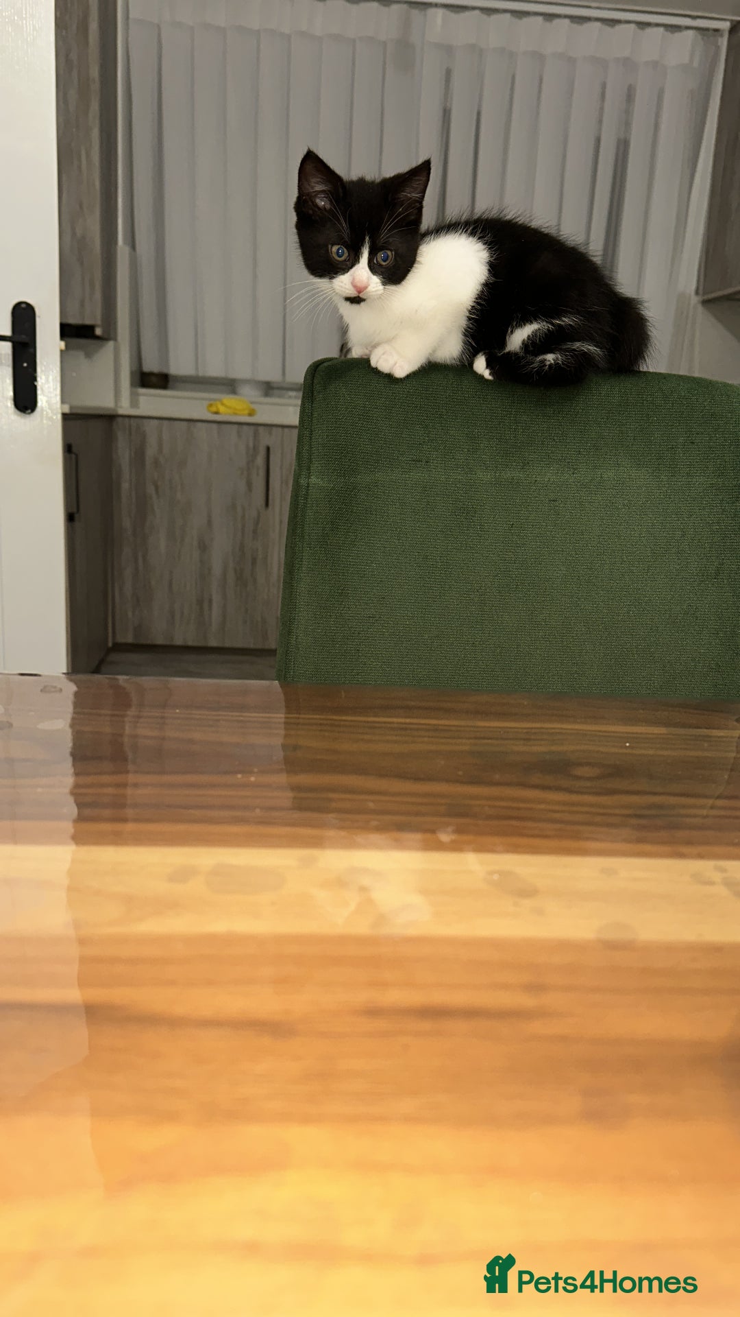 Domestic Shorthair cats for sale: 1 loving cute kitten left! - Image 4