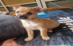 Chihuahua dogs for sale: Beautiful little boy  - Image 3