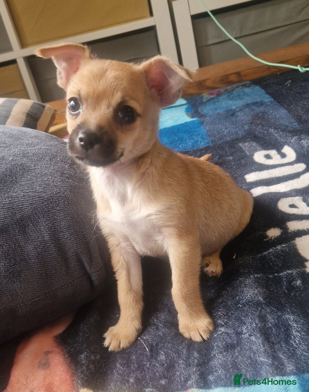 Chihuahua dogs for sale: Beautiful little boy  - Image 3