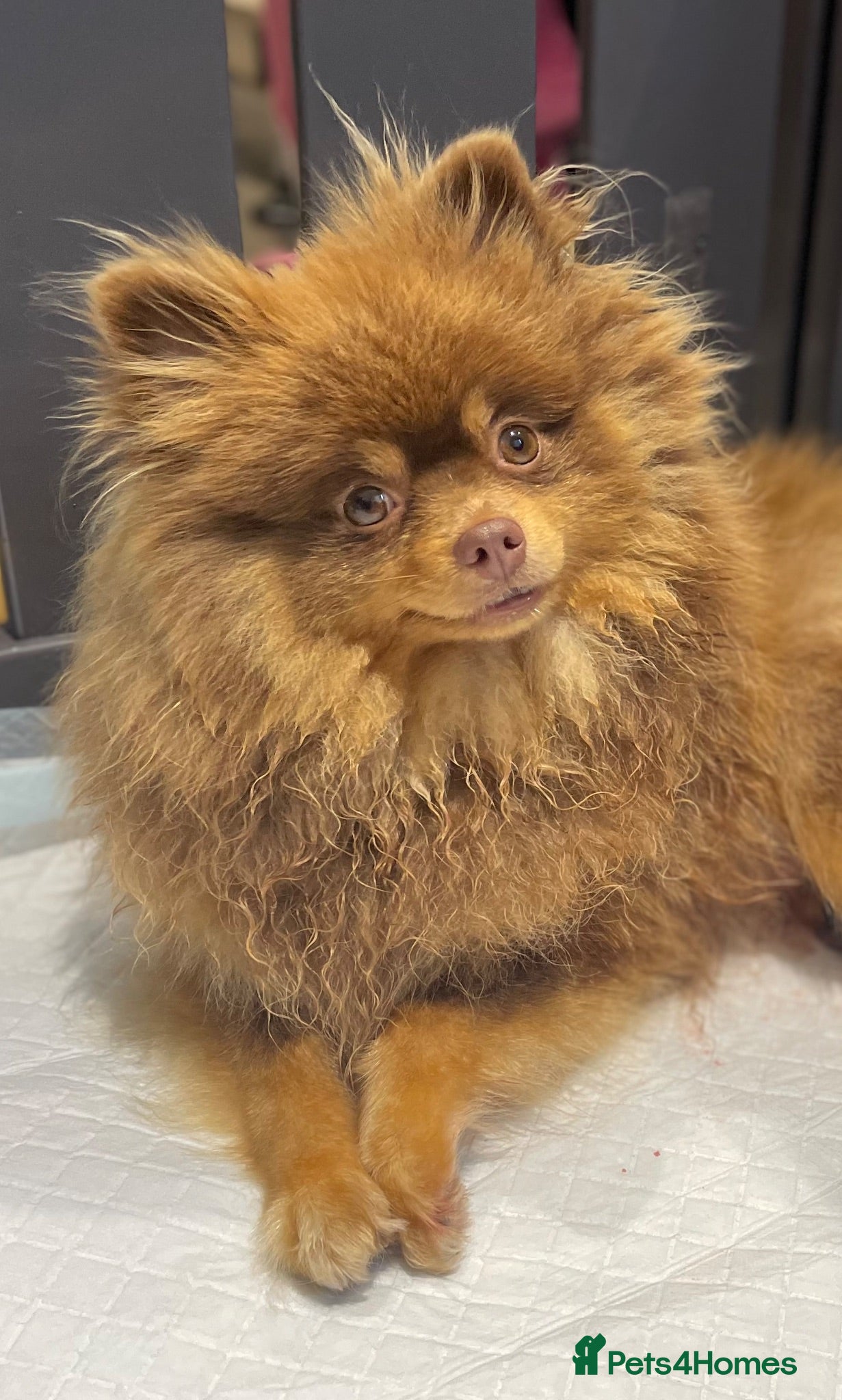 Pomeranian dogs Chocolate and tan female Pomeranian  - Advert 1