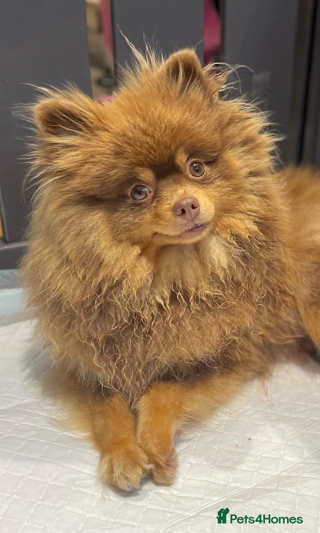 Pomeranian dogs for sale: Chocolate and tan female Pomeranian  - Advert 1
