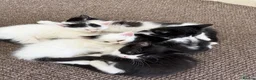 Mixed Breed cats for sale: Adorable kittens for sale - Advert 2