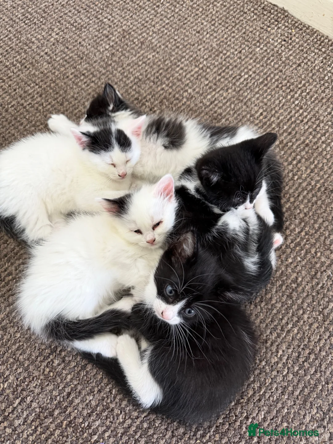 Mixed Breed cats for sale: Adorable kittens for sale - Advert 2