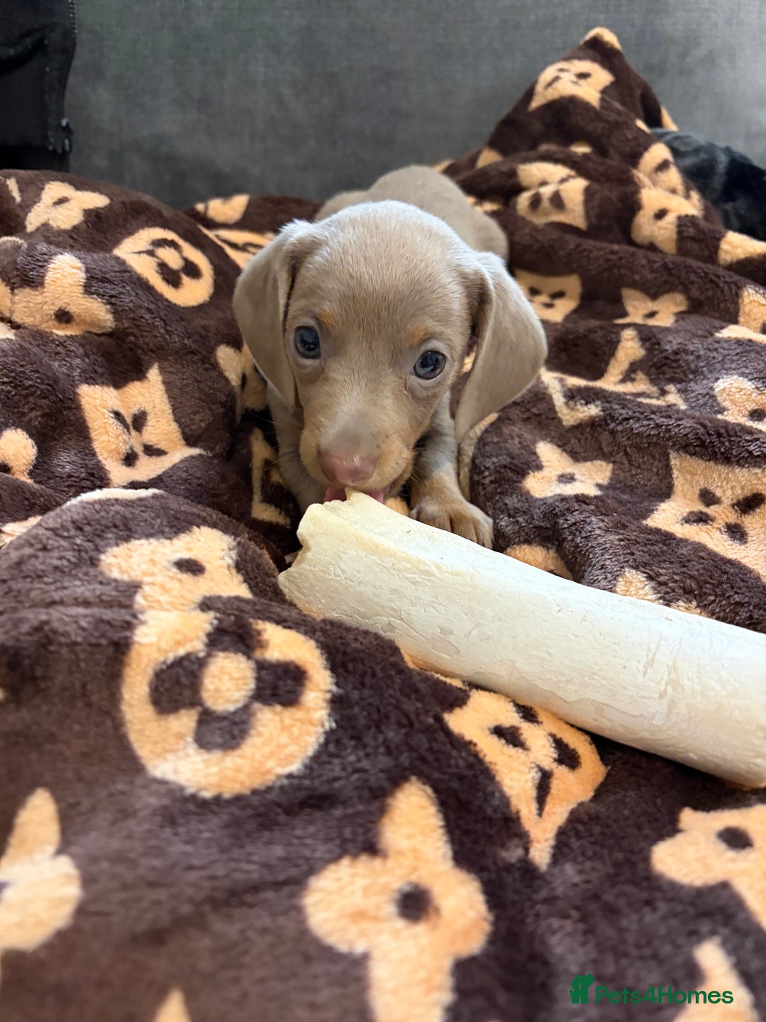 Dachshund dogs for sale: Lilac and tan miniature dachshund  - Advert 6