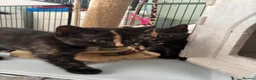 Mixed Breed cats for sale: Kittens  - Advert 3