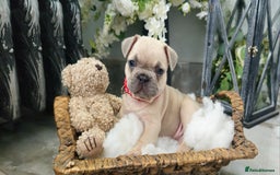 French Bulldog dogs for sale: French bulldog lilac/blue fawn  - Image 20