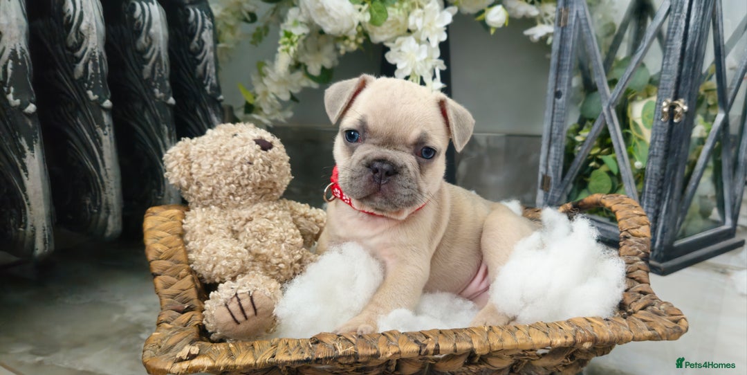 French Bulldog dogs for sale: French bulldog lilac/blue fawn  - Image 20