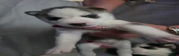 Siberian Husky dogs for sale: 9 siberian husky puppies in Manchester - Advert 4