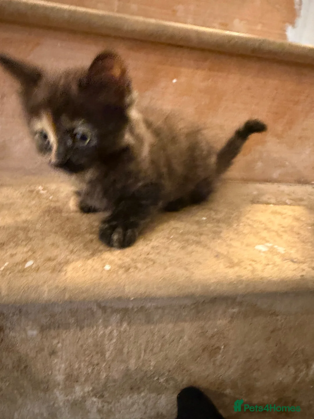 Mixed Breed cats for sale: The most loving kittens available  in Ramsgate - Advert 8