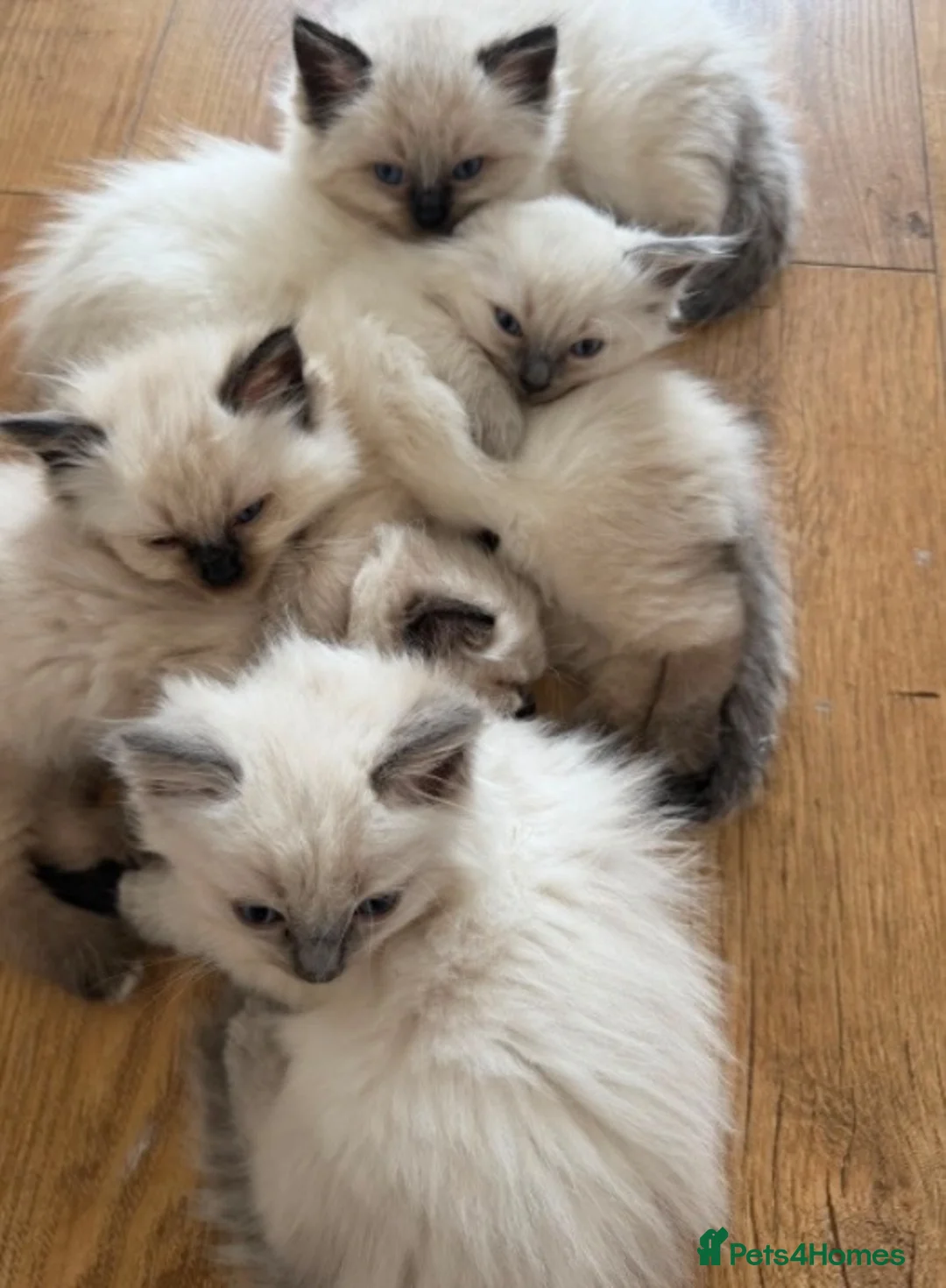 Ragdoll cats for sale: Beautiful Ragdoll  in Birmingham - Advert 2