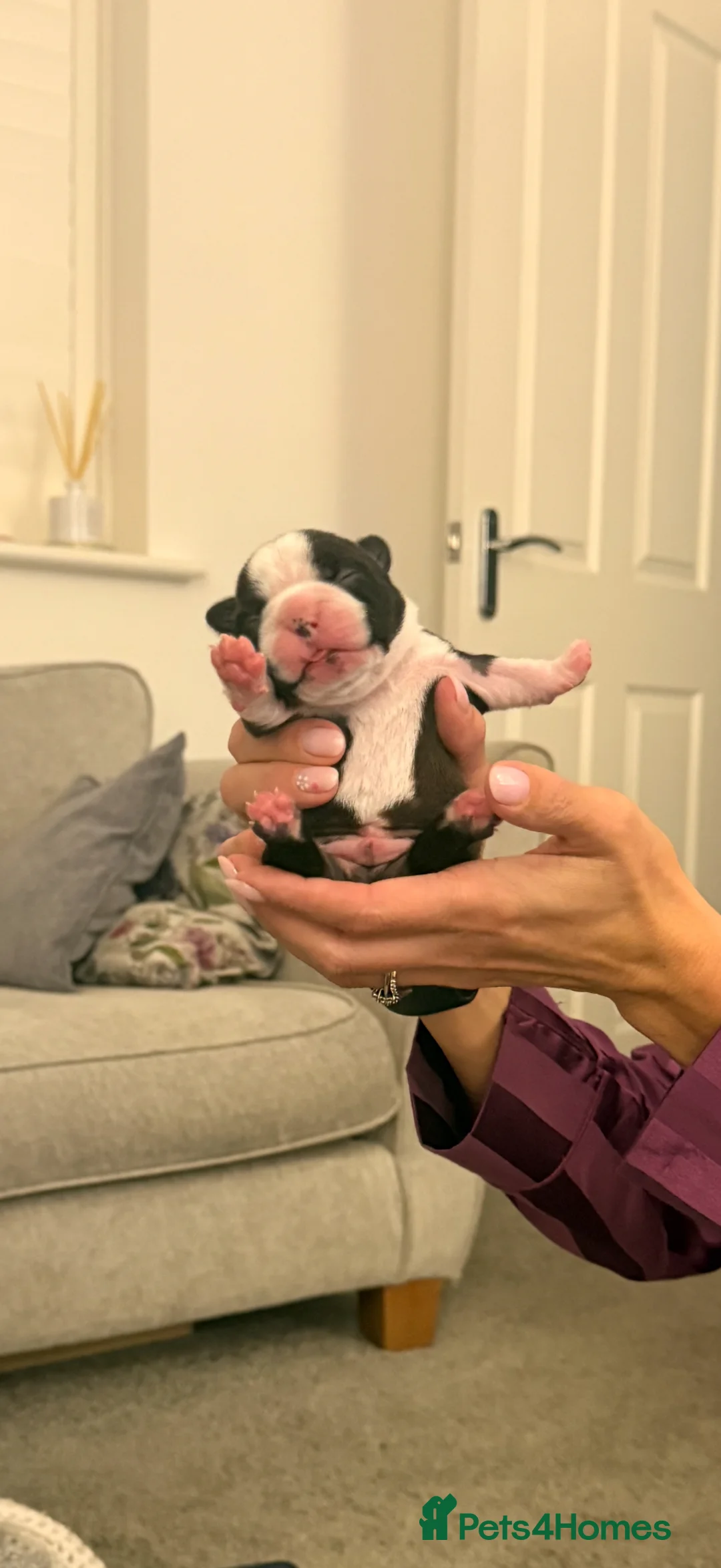 Boston Terrier dogs for sale: Male and female Boston Terrier - Advert 10