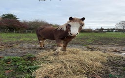 Welsh Section A horses for sale: Welsh sec A Pony 11hh 3yo gelding - Advert 3