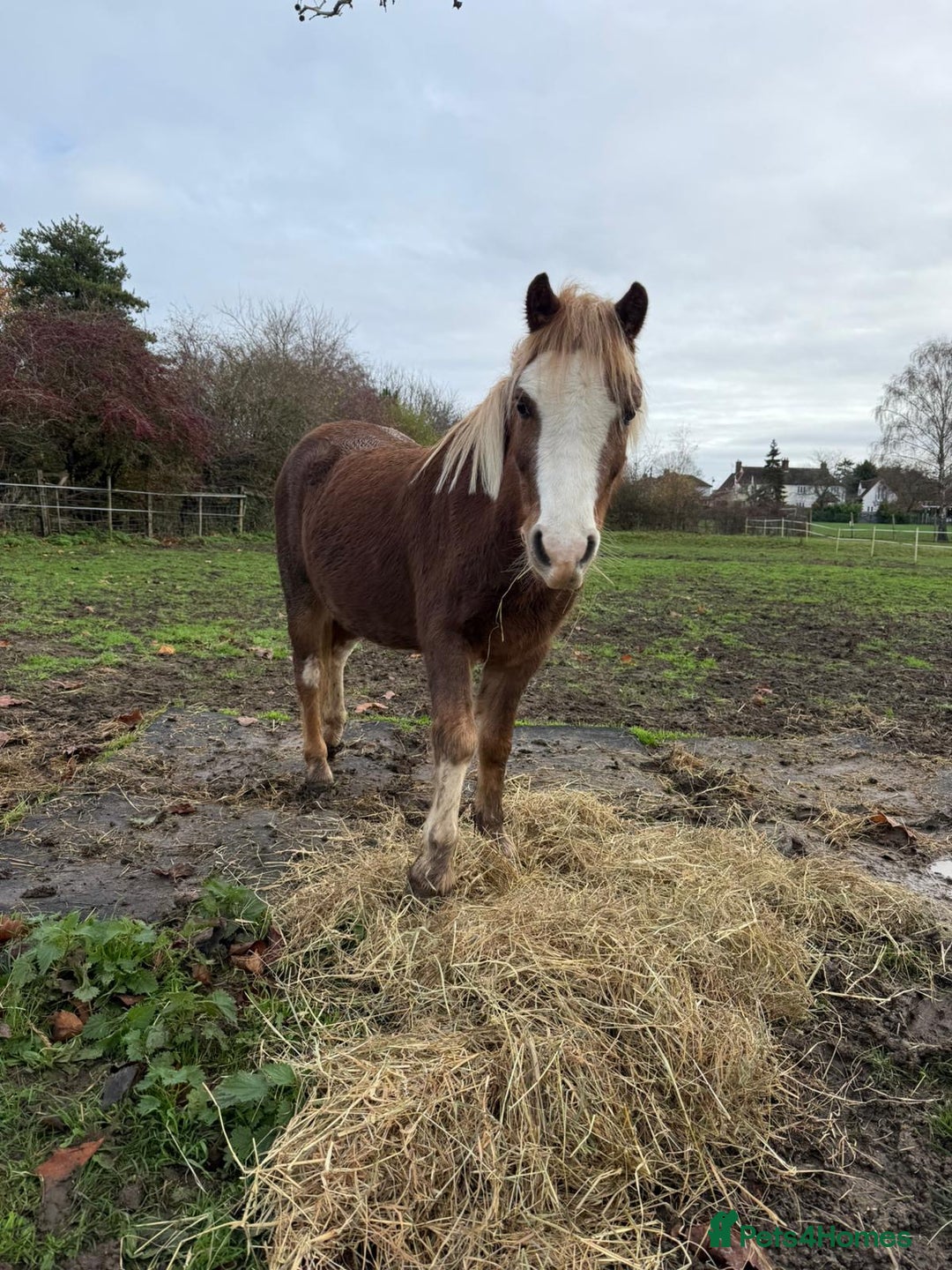 Welsh Section A horses for sale: Welsh sec A Pony 11hh 3yo gelding - Advert 3