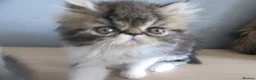 Persian cats for sale: Adorable female Persian kittens - Advert 15