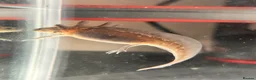 Axolotl reptiles for sale: Black Meleniod axolotls   in Caldicot - Advert 3