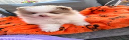 Pomeranian dogs for sale: Lilac & White Small Boy in Birmingham - Advert 5