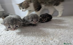 Maine Coon cats for sale: Maincoon - Image 22
