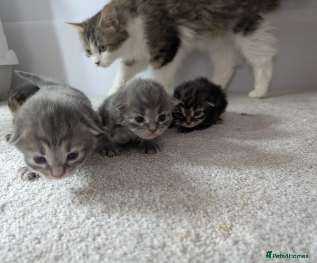 Maine Coon cats for sale: Maincoon - Image 22