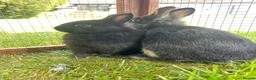 Netherland Dwarf rabbits for sale: 2 female purebred Netherland dwarf rabbits  - Advert 8