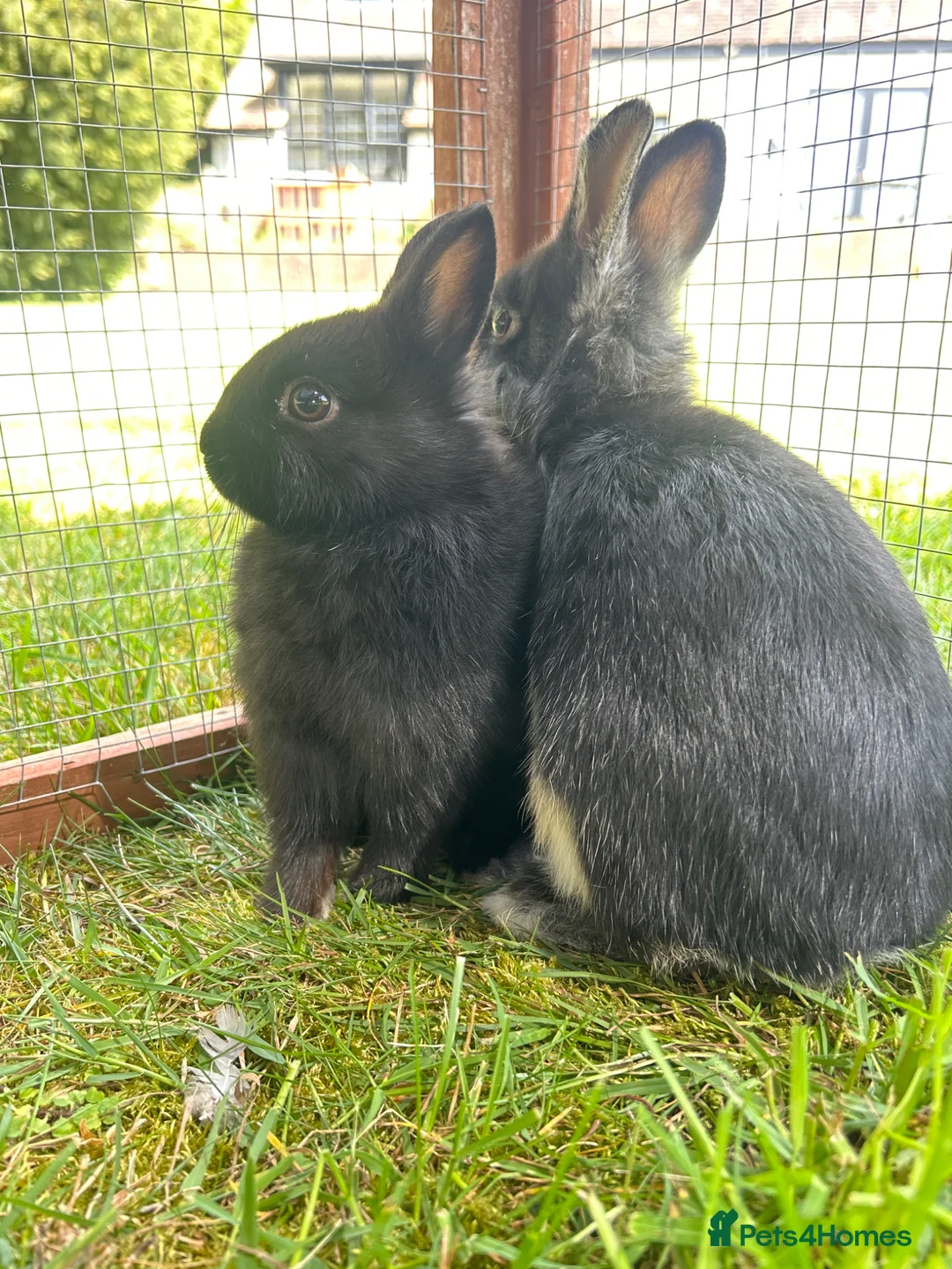 Netherland Dwarf rabbits for sale: 2 female purebred Netherland dwarf rabbits  - Advert 8