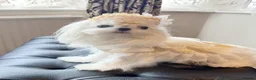 Maltipoo dogs for sale: Extra small F1 maltipoo puppies  in Doncaster - Advert 19