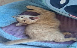 Mixed Breed cats for sale: 3 adorable kittens for sale  - Advert 4