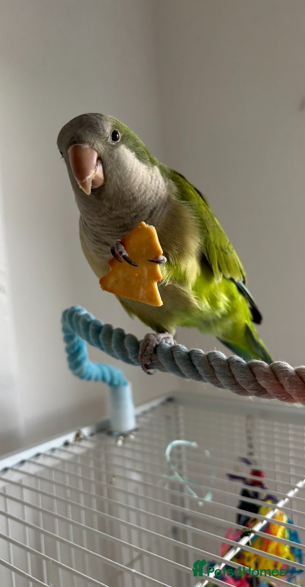 Parakeets birds Green Quaker Parrot - Advert 1