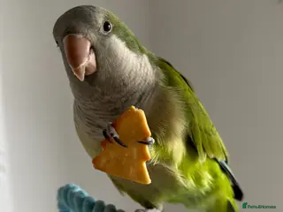 Parakeets birds Green Quaker Parrot - Advert 1