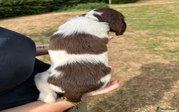 English Springer Spaniel dogs for sale: KC Working Springer Spaniel Puppies - Image 9