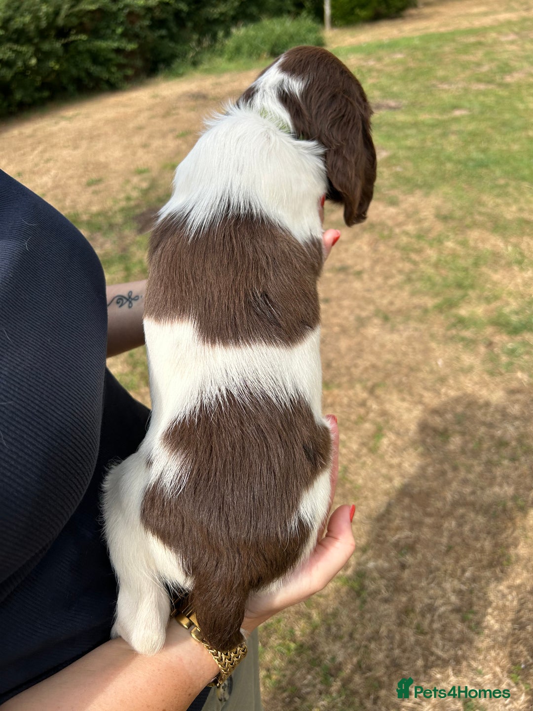 English Springer Spaniel dogs for sale: KC Working Springer Spaniel Puppies - Image 9