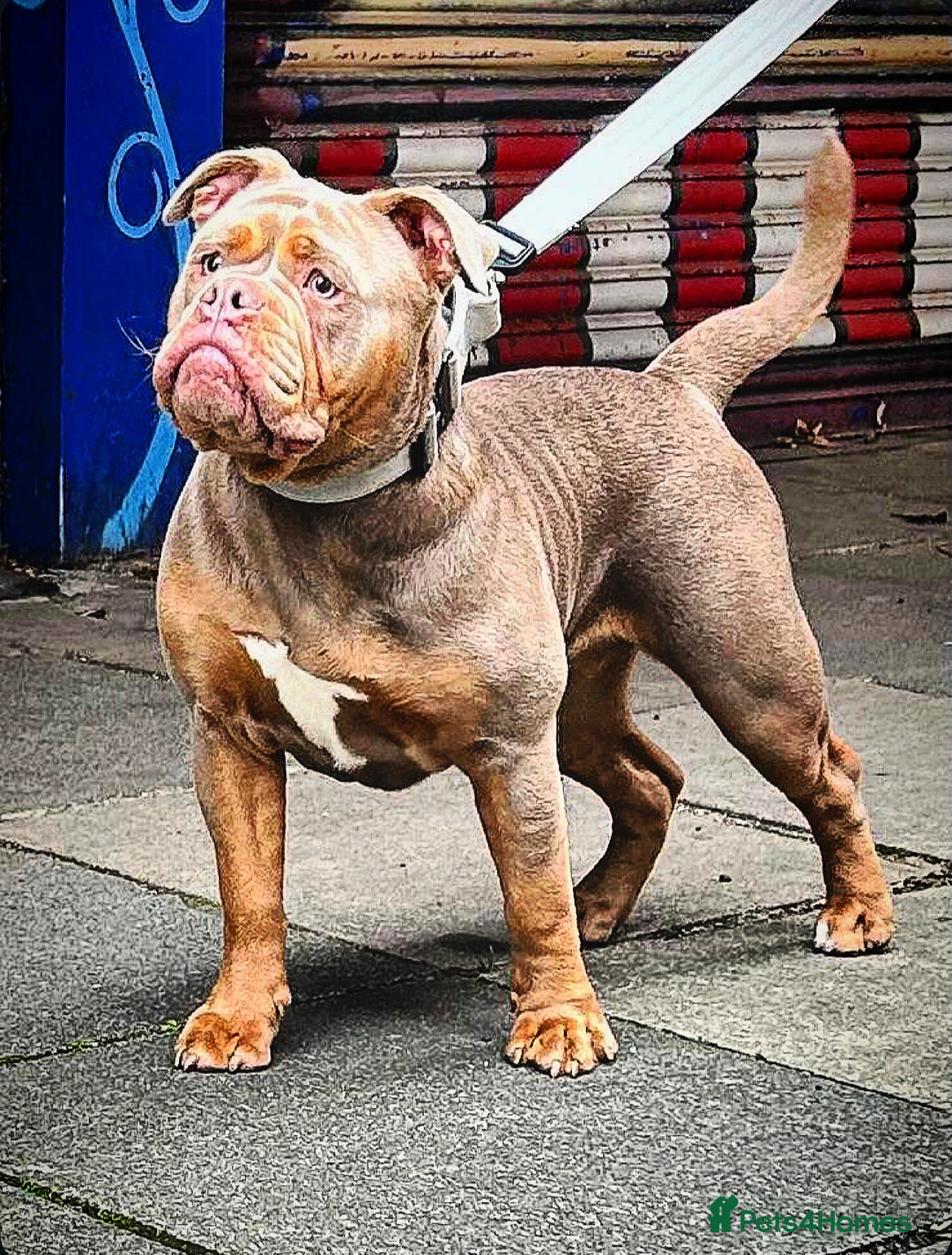 Olde English Bulldogge dogs for sale: Olde English bulldog  - Advert 4